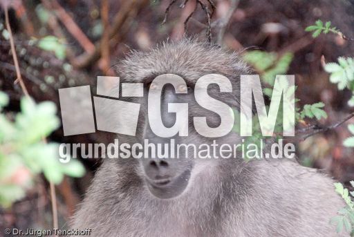 Tschakma Pavian (40 von 48).jpg